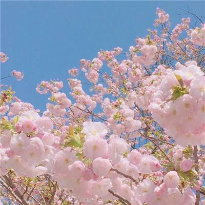 【赏春景话农事】石家庄鹿泉百亩樱桃花人工授粉忙：魔法来了，白花变装粉红娘，这是你没见过的花海！